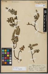 Foto von Salix hastata L.